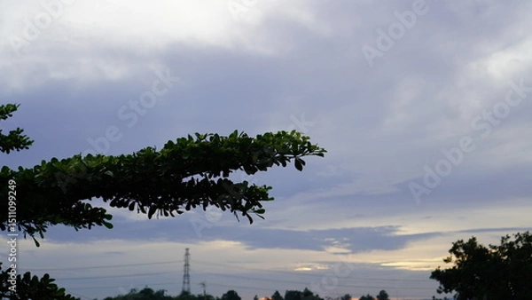 Fototapeta Silhouetted Tree Branch Against a Softly Lit Cloudy Sky