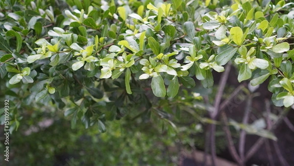 Fototapeta Lush Green Foliage with Varying Shades and Soft Focus Background