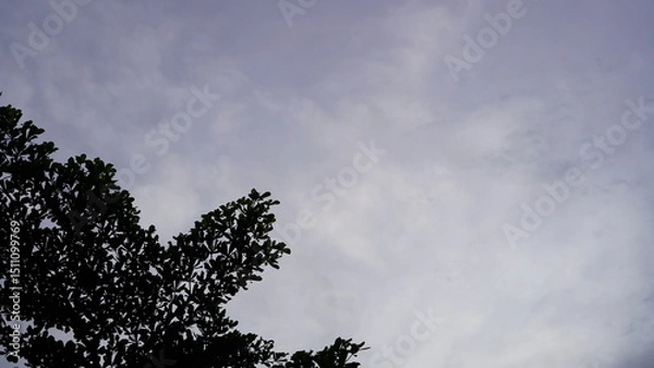 Fototapeta Silhouetted Tree Branches Against a Cloudy Sky