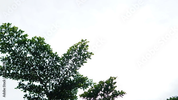 Fototapeta Lush Green Tree Branches Against a Bright Sky