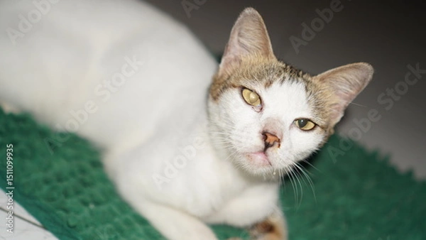 Fototapeta Close-up of a Sad, White and Tabby Cat with Drool