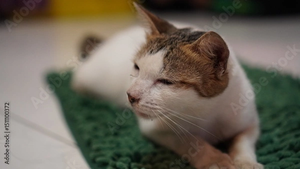 Fototapeta Calico Cat Resting on Green Mat, Close Up