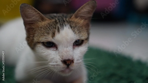 Fototapeta Close-up of a sleepy white and brown tabby cat with a serious expression