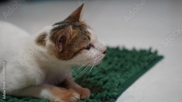 Fototapeta Profile of a Domestic Cat with Unique Ear and Whisker Details