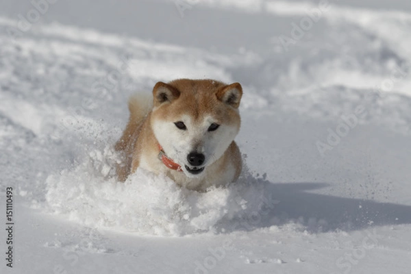 Fototapeta 冬の柴犬