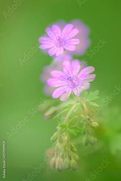 Obraz Storchschnabel geranium storksbill