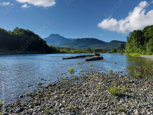 Fototapeta Skagit river in Washington state in late spring season with large tree logs