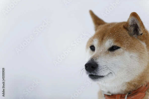 Fototapeta 雪と柴犬