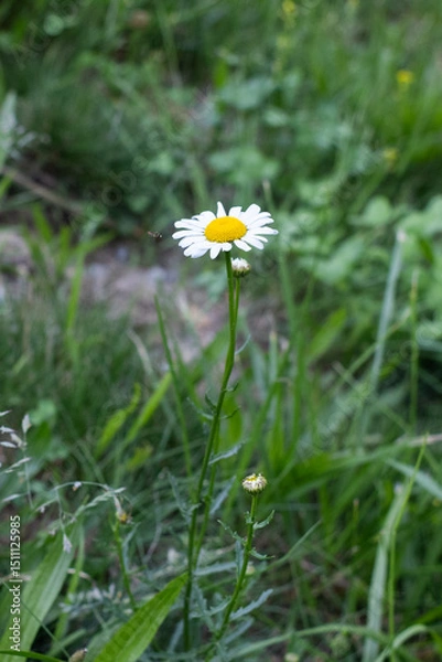 Fototapeta daisy in the grass with small bug 