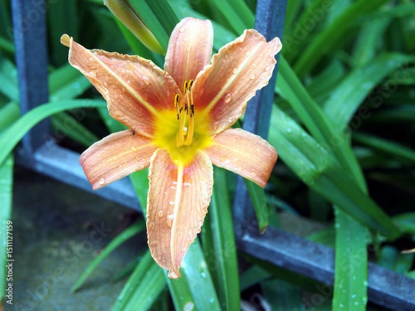Fototapeta Close-up of a orange day-lily (Hemerocallis fulva) or tawny daylily, corn lily, tiger daylily, fulvous daylily, ditch lily, blooming in a front yard in the rain in Bonn, Germany in May.