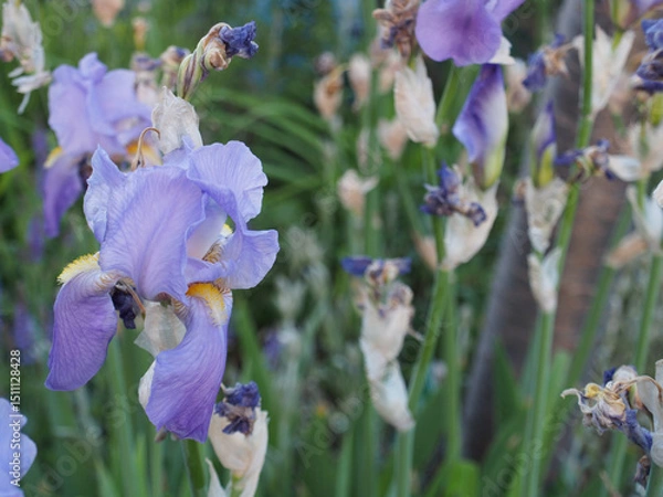 Fototapeta Close-up of a fresh blossom of a Dalmatian iris (iris pallida) or sweet iris growing among welting ones in a flower bed in may in Bonn, Germany.
