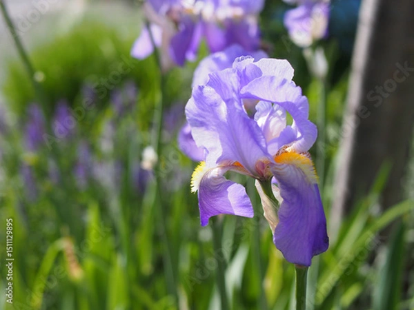 Fototapeta Close-up of the blossom of a Dalmatian iris (iris pallida) or sweet iris growing in a flower bed on a sunny day in may in Bonn, Germany.