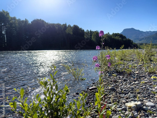Fototapeta Skagit river in Washington state in late spring season with native purple flowers