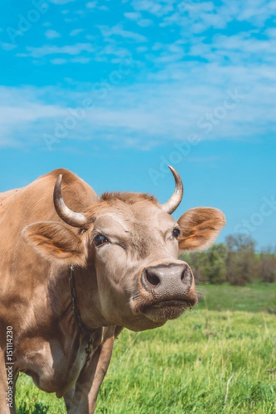 Fototapeta Забавная корова на пастбище. Животноводство в Европе