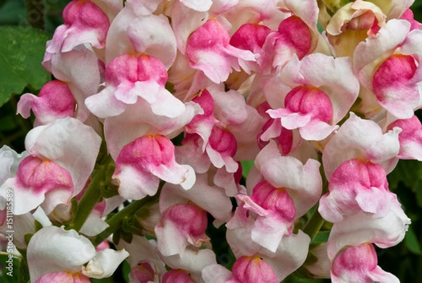Fototapeta  Snapdragon flowers in white and pink and in closeup, clustered together_20100904_03271.