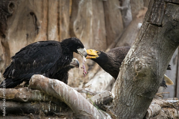 Fototapeta Eastern eagle feeds chicks by meat.