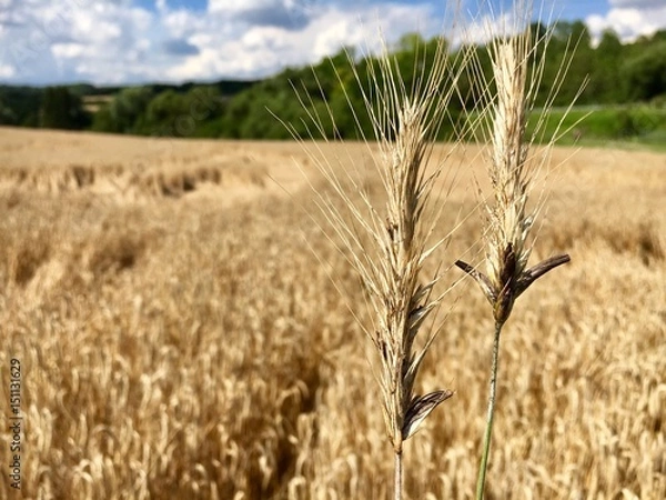 Fototapeta Mutterkorn an Roggen