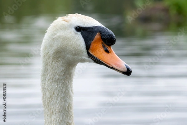 Fototapeta Mute swan in a natural habitat