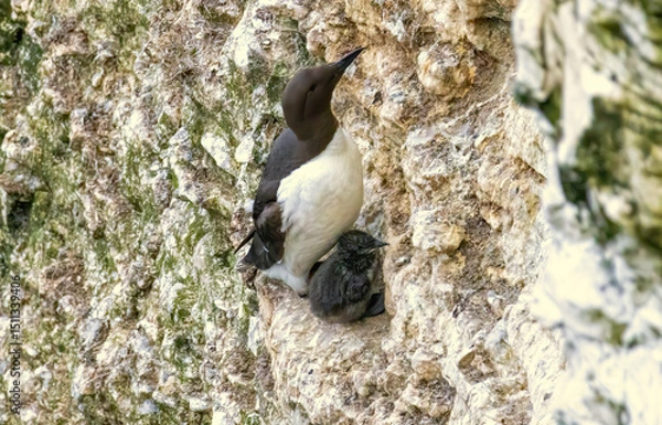 Fototapeta Guillemot on the cliffs in RSPB Bempton Cliffs reserve