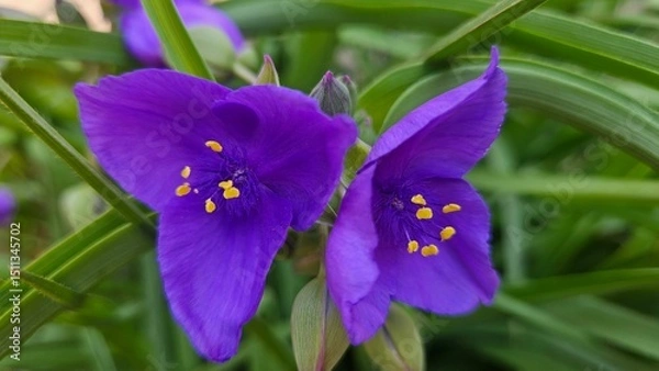 Obraz purple iris flower