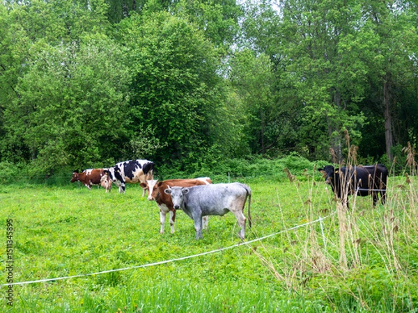 Obraz Cows grazing. Traditional livestock farming. Landscape with a herd of cows