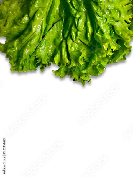 Obraz Fresh green lettuce leaves in the top corner with copy space on a white background. Lettuce Month to celebrate on May