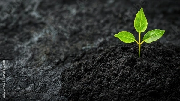 Fototapeta A green and red leafy plant growing out of a dark, rocky surface with a dark, rocky background.