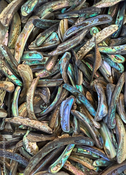Obraz Shiny fragments of abalone shells