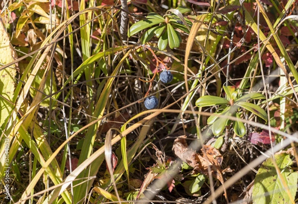 Obraz an autumn sunny day, dried vegetation, a natural landscape, a walk through a forest park with an overview of the area