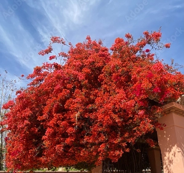 Fototapeta Primavera 