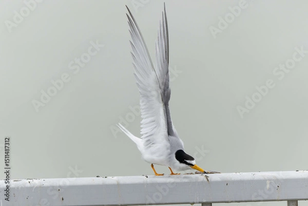 Obraz 飛ぶ前に羽を伸ばして準備をするコアジサシ