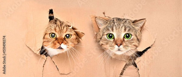 Fototapeta Funny cats Scottish Strait and Scottish Fold looks out of a torn hole in a cardboard wall