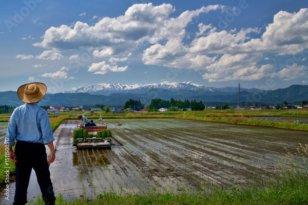 Obraz 米作り・田植え作業を手伝う男性