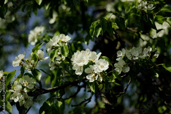 Fototapeta Beautiful pear tree flowers in spring. White bloom of a pear tree. Close up.