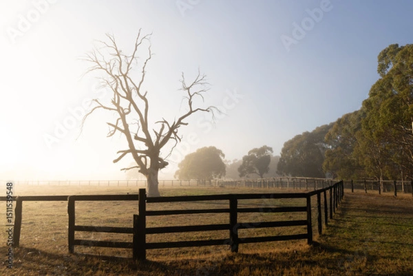 Fototapeta Foggy sunrise at Australian farm with bare tree and fence