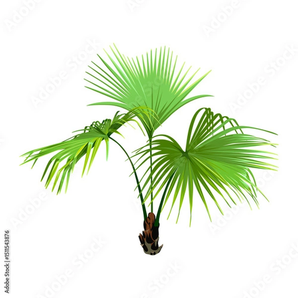 Fototapeta Green Palm Tree isolated on a white background. Desert and tropical houseplants. 
