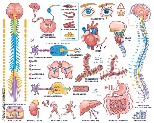 Obraz Sympathetic nervous system illustrated with brain, spinal cord, and organs, showing neural pathways and effects, transparent background. Outline style collection