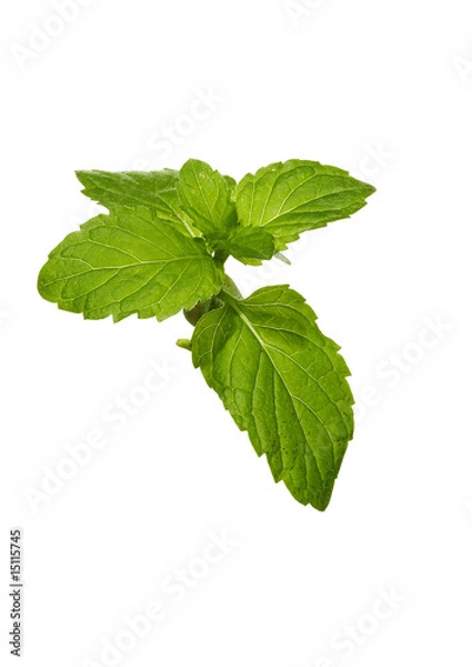 Obraz green mint leaves plant
