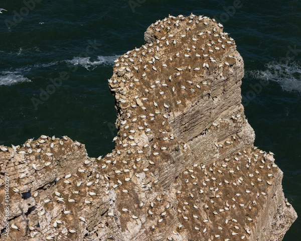 Obraz Gannet colony 
