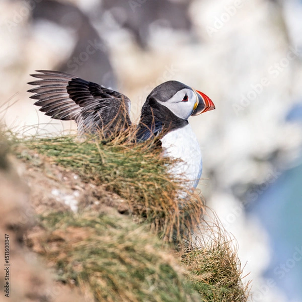 Obraz atlantic puffin or common puffin