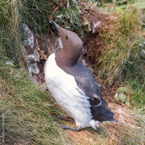 Obraz Guillemot on cliff