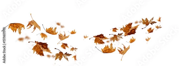 Fototapeta  leaves wind  isolated autumn winter season background falling fall platanus tree wid air w