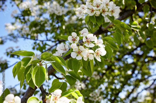 Fototapeta Beautiful white pear blossom. Flowering pear tree. Soft focus image of blossoming tree in spring time