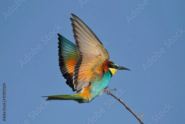 Obraz blue tailed bee eater