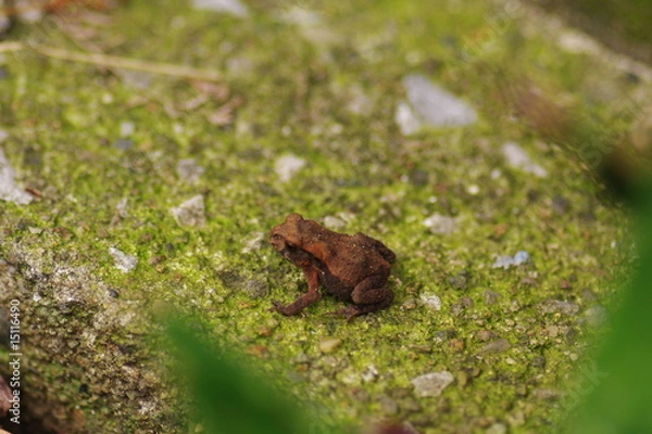 Fototapeta かえるのこども