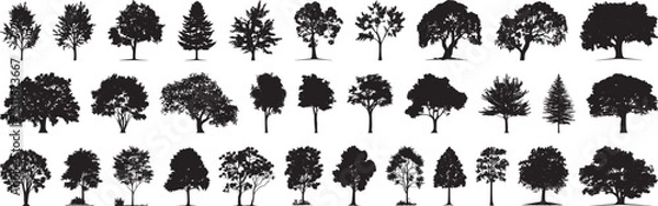Fototapeta Tree Silhouettes Vector Set, Isolated on White Background.