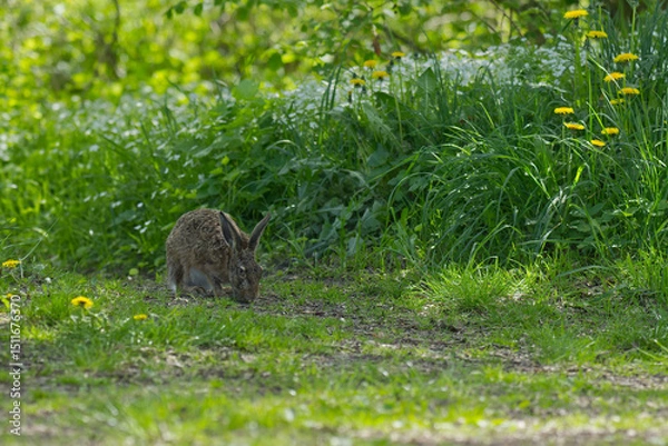 Obraz Hase