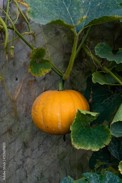 Obraz Orange fresh pumpkin in garden