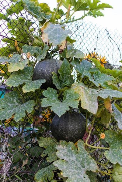 Obraz Green fresh pumpkin in garden