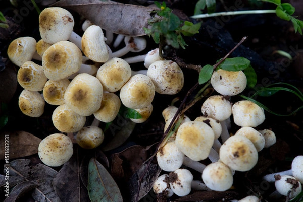 Obraz A wild mushroom grows on the forest floor, surrounded by damp soil and fallen leaves. capturing the earthy beauty of nature's hidden treasures.

